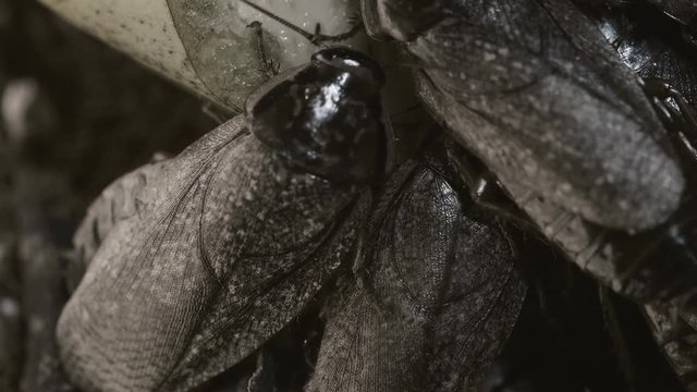 marble cockroaches eat banana close-up of several insects.