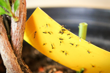 Closeup of fungus gnats being stuck to yellow sticky tape