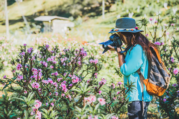 Asian woman travel nature. Travel relax. Standing photographing beautiful pink apricot flowers at apricot garden.