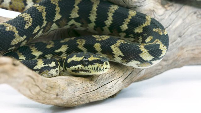 Close-up of a ball python snake on a branch coiled and watching its prey ready to strike on a white studio background