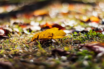 autumn leaves on a green background