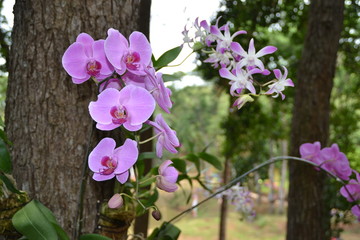 orchid flowers in the garden