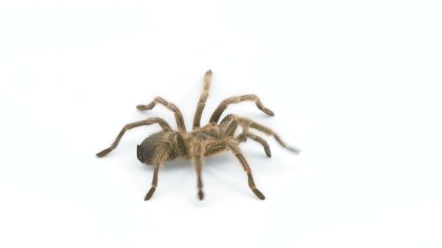 Brown tarantula crawling across a white screen left to right, tracking shot