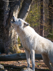 Fototapeta premium Wolf Howl