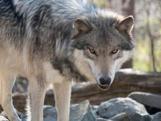 Obraz premium Wolf Stare