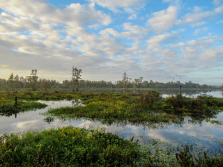 Foggy morning in the swamp