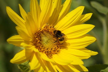 flower2