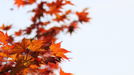 maple tree and sky