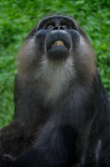 Primate portraiture