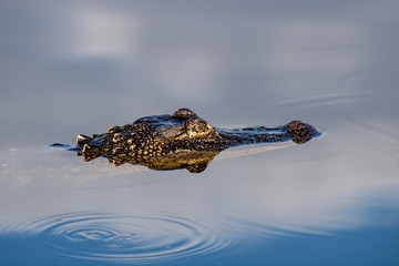 American alligator