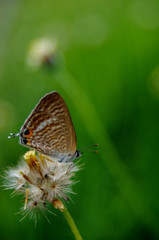 Fototapeta na wymiar Little Butterfly