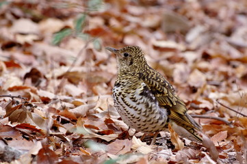 虎鶫 トラツグミ