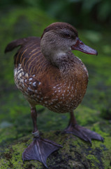 Closeup Duck
