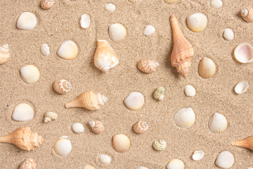 Fototapeta na wymiar Seashells arranged on sand background flat lay design summer vacation concept.