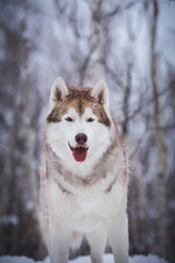 Happy and cute beige dog breed siberian husky standing on the snow in the fairy winter forest