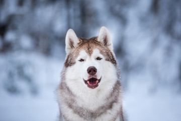 Adorable and happy beige dog breed siberian husky sitting on the snow in the fairy winter forest