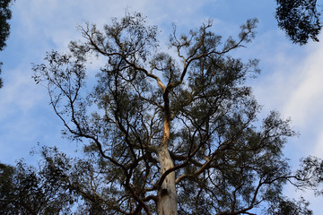 Eucalyptus Tree