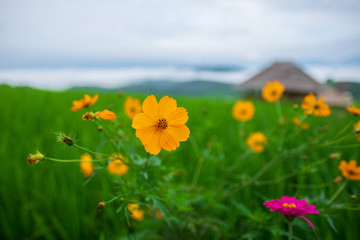Beautiful flowers in the field.