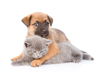 Mixed breed puppy embracing kitten. Isolated on white background