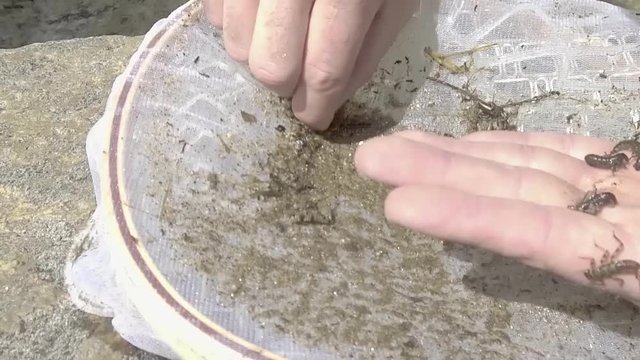 A seine is turned over to reveal hellgrammites.  Fly fisherman holds them in his hand.