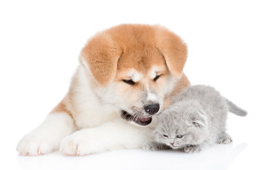 Akita inu puppy and cute kitten together. isolated on white background