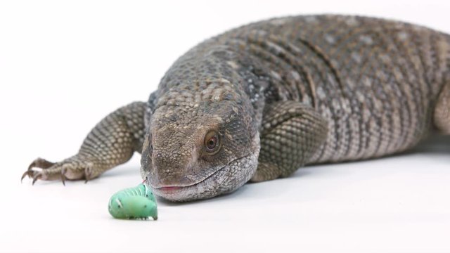 Medium shot of a Savannah monitor lizard hesitantly licking and then grabbing a hornworm to eat it
