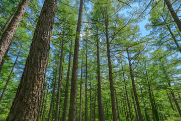 カラマツの新緑