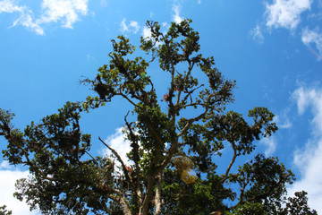 Obraz premium Branches among the clouds