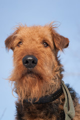 Airdale Terrier - Frontal Face Portrait 