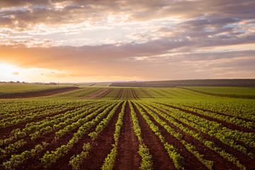 rows of green crops, undulating farming fields, at sunset