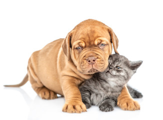 Cute bordeaux puppy hugging kitten. isolated on white background