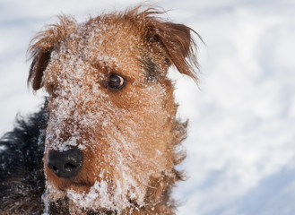 Blizzard Airdale - Winter Portrait - Cute Face