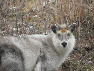 野生の二ホンカモシカ
