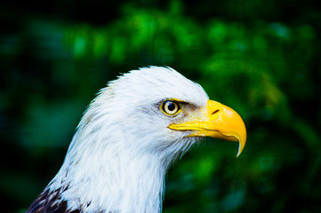portrait of an american bald eagle