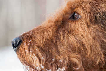 Airdale Terrier Snout