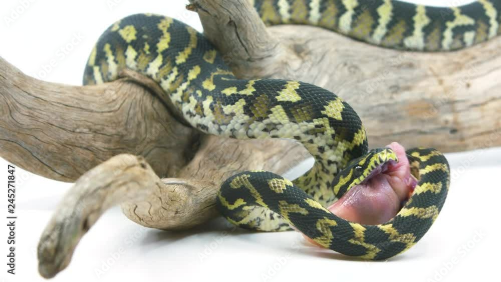 Poster medium shot of a ball python snake coiling and twisting as it attempts to constrict its prey