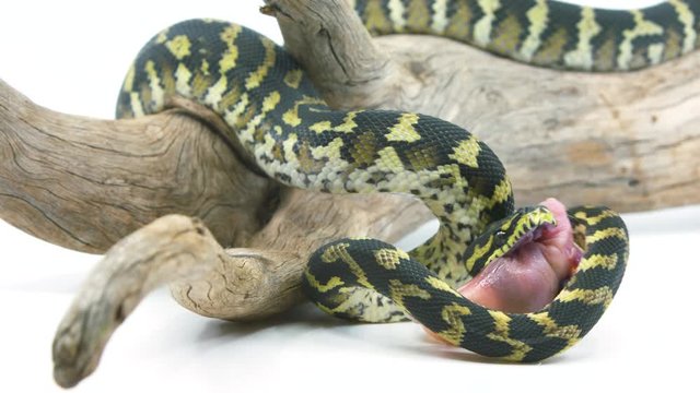 Medium shot of a ball python snake coiling and twisting as it attempts to constrict its prey