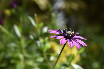 blooming purple flower