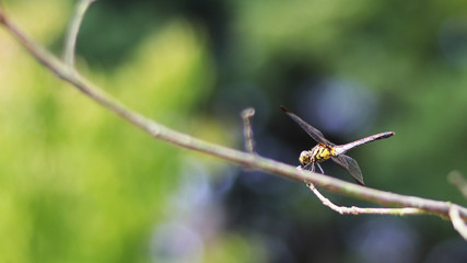 close-up images of the dragonfly