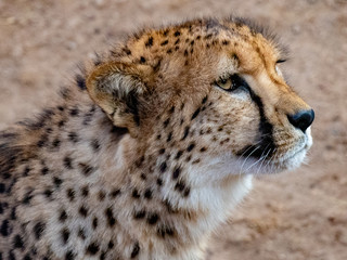 cheetah 1