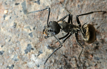 Macro Photo of Golden Weaver Ant on The Ground
