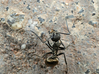 Macro Photo of Golden Weaver Ant on The Ground