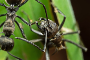 Macro Photo of Golden Weaver Ant on Green Leaf
