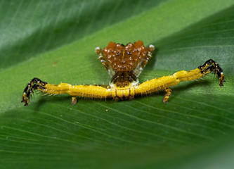Macro Photo of Bizarre Crab Spider on Philodendron Leaf