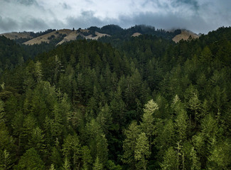 trees