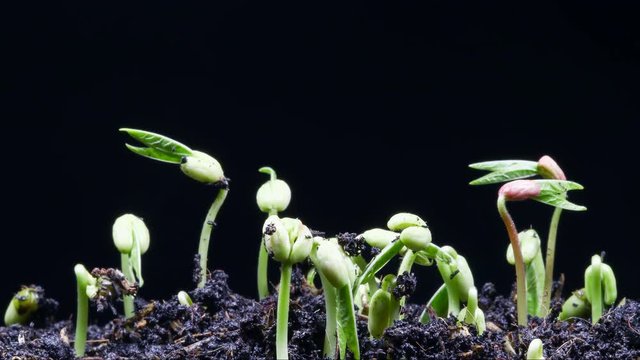 Germinating seed time lapse 4K UHD