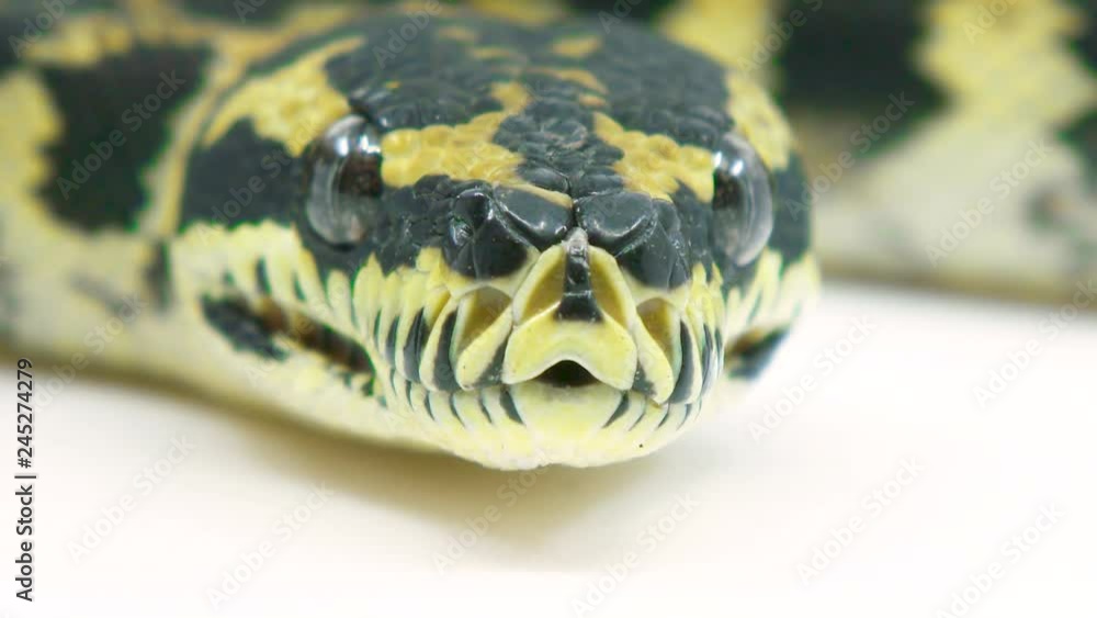 Poster macro close-up of a ball python snake's face as it looks at camera and sticks its tongue out