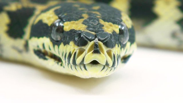 Macro close-up of a ball python snake's face as it looks at camera and sticks its tongue out