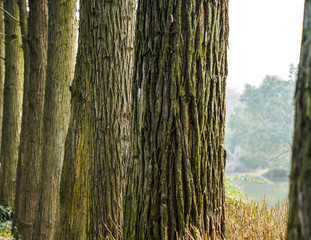 Captured in Hangzhou Xixi Wetland scenery