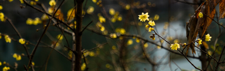 Captured in Hangzhou Xixi Wetland scenery